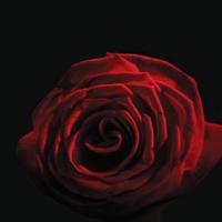 /photo/642032/Roser/v-rose_1_2_small.jpg