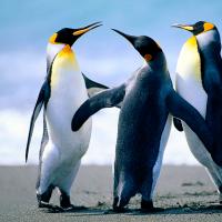 /photo/663270/生活实照/penguins_1_1_small.jpg