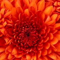 /photo/709202/我的相册/chrysanthemum_1_1_small.jpg