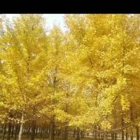 /photo/751684/随便看看/mmexport1447672704250_1_2_small.jpg
