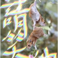 /photo/767322/情人/ff821a824b35f0c835e009f24270bbf_1_1_small.jpg