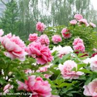/photo/817456/飞翔的翅膀/null60fa31fd72f36eff_1_1_small.jpg