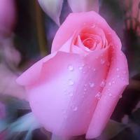 /photo/838251/含苞待放/花_1_1_small.jpg