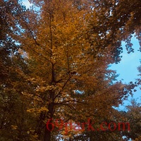 /photo/850137/生活的点点滴滴/9665b1d6-fe1c-4cd8-a7de-acc400c44ebf_1_6_small.jpg